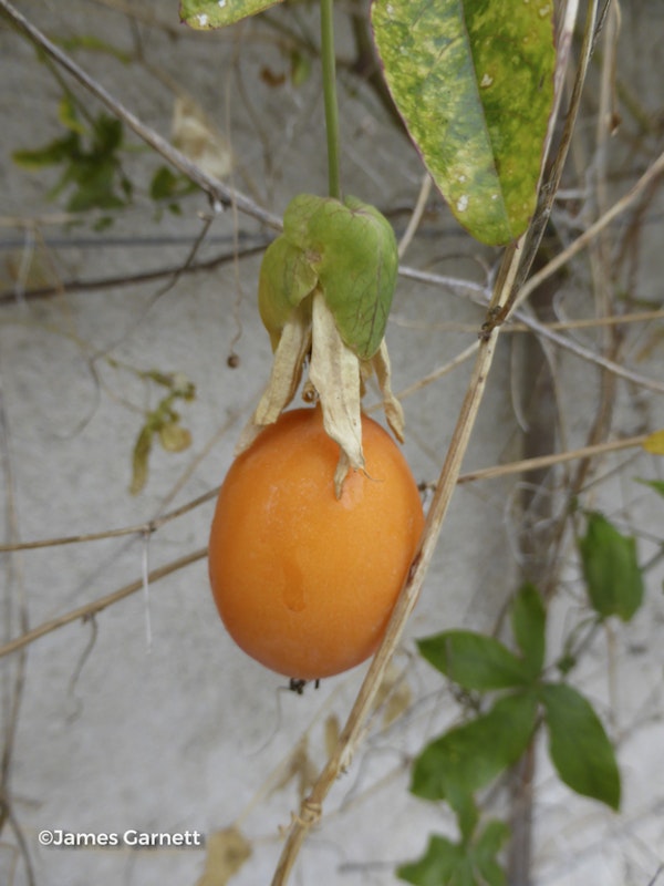 Photo Passiflora caerulea