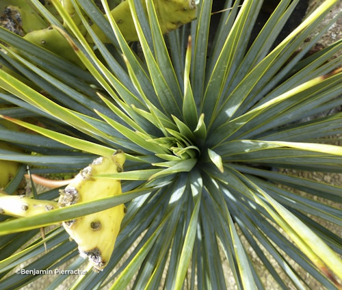 Photo Yucca rostrata