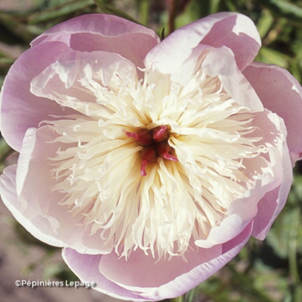 Photo Paeonia lactiflora 'Bowl of Beauty'