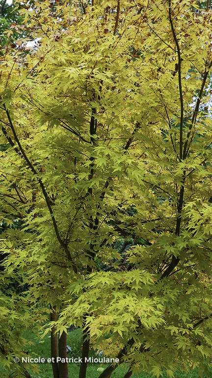 Image de Acer palmatum 'Sango-kaku'