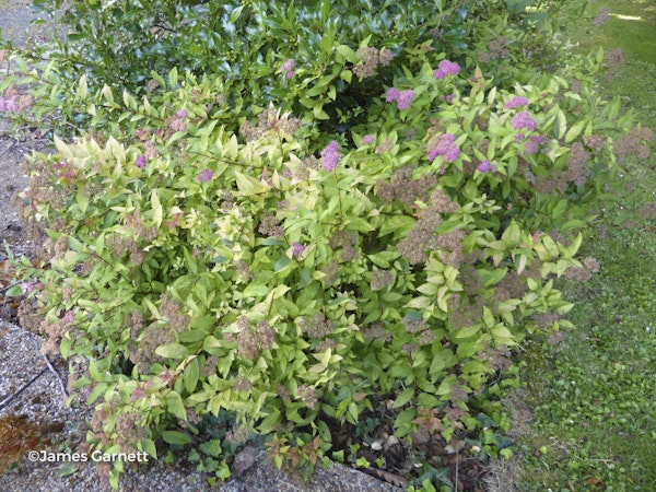 Photo Spiraea japonica 'Goldflame'