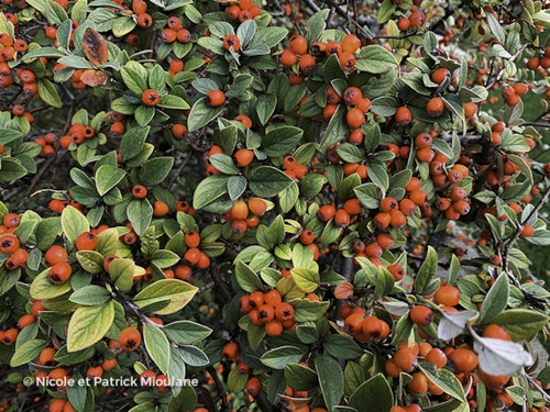 Photo Cotoneaster franchetii
