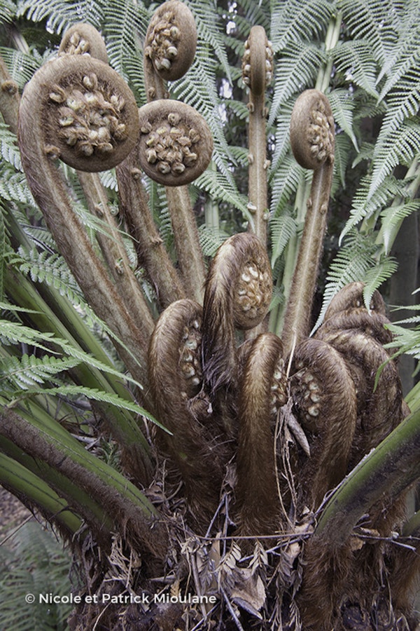 Photo Dicksonia antarctica