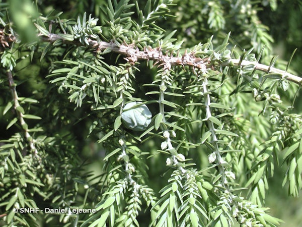 Photo Juniperus drupacea