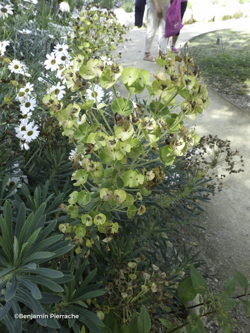 Photo Euphorbia characias subsp. wulfenii