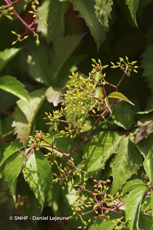 Photo Parthenocissus quinquefolia