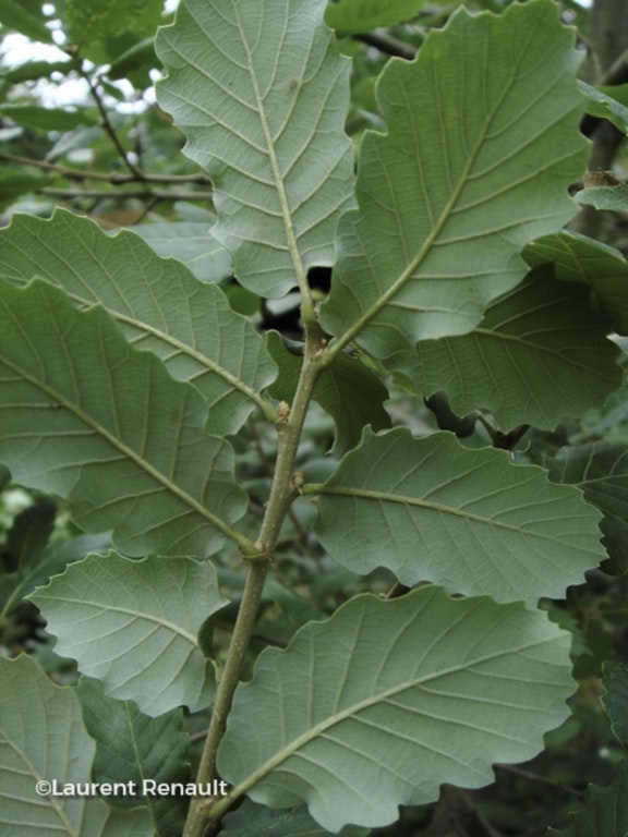 Image de Quercus pubescens