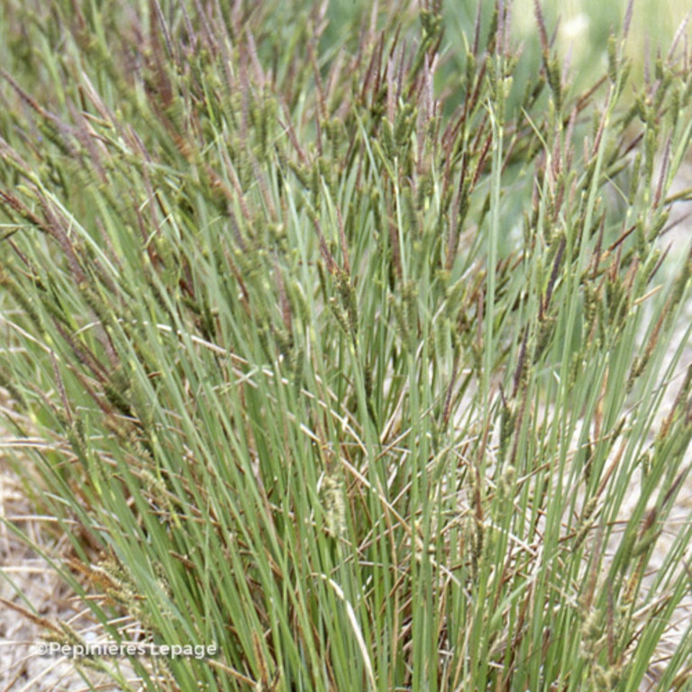Image de Carex acutiformis