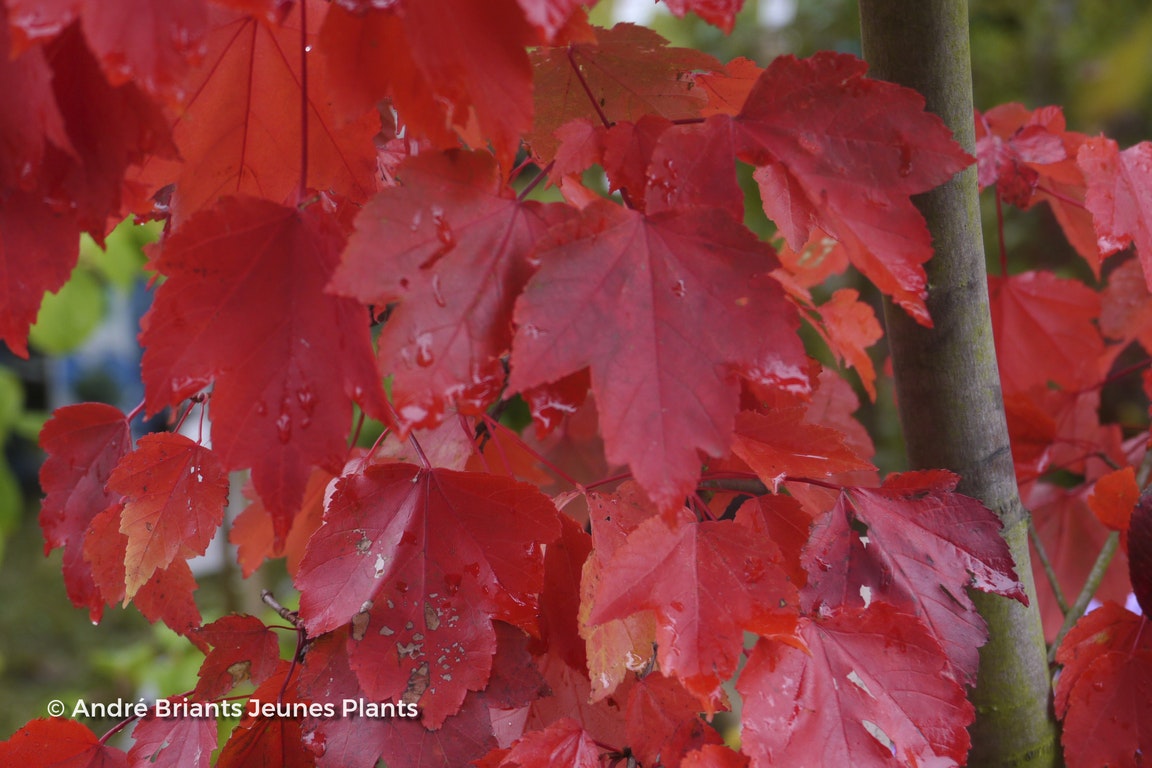 Image de Acer rubrum 'October Glory'