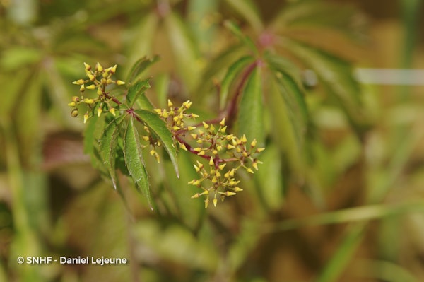 Photo Parthenocissus quinquefolia