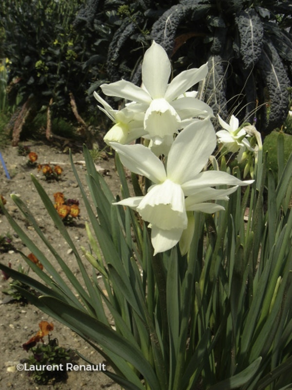 Photo Narcissus 'Thalia'