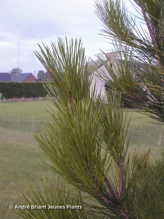 Image de Pinus radiata