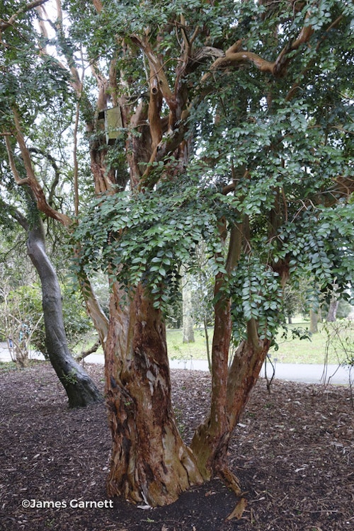 Photo Luma apiculata