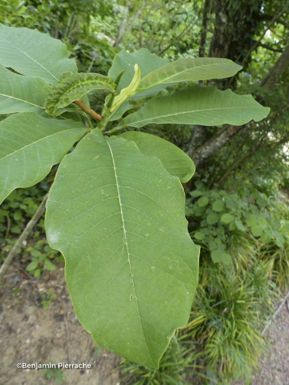 Image de Magnolia officinalis