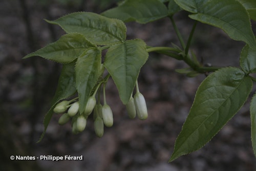 Photo Staphylea colchica