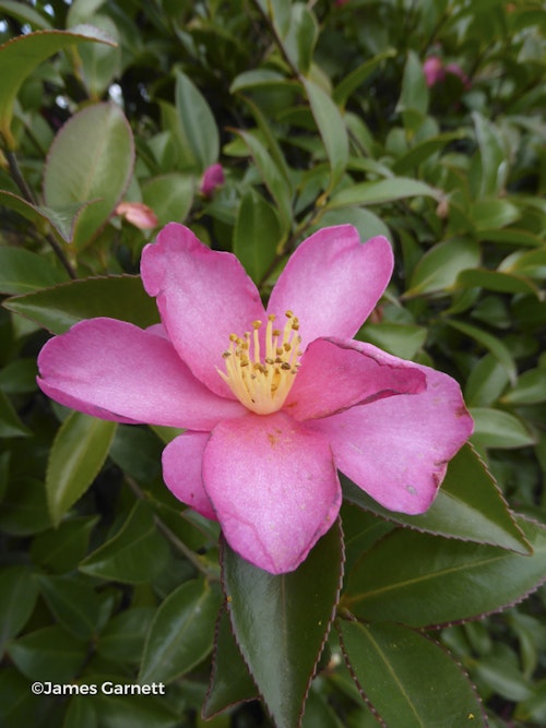 Photo Camellia sasanqua 'Hiryu'