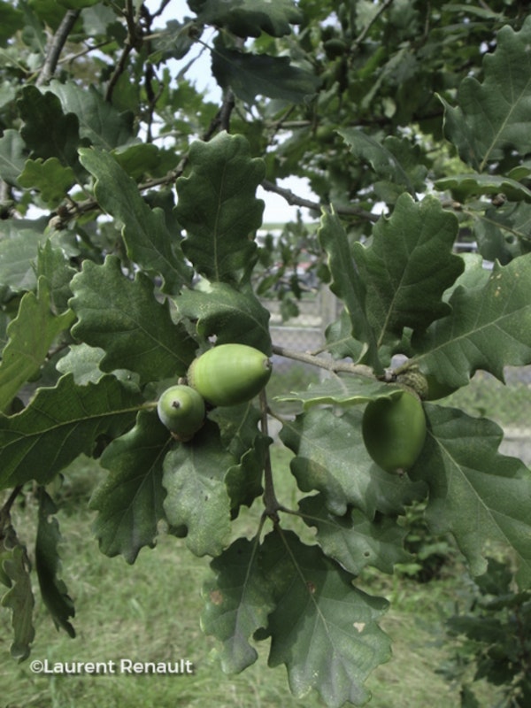 Photo Quercus pubescens