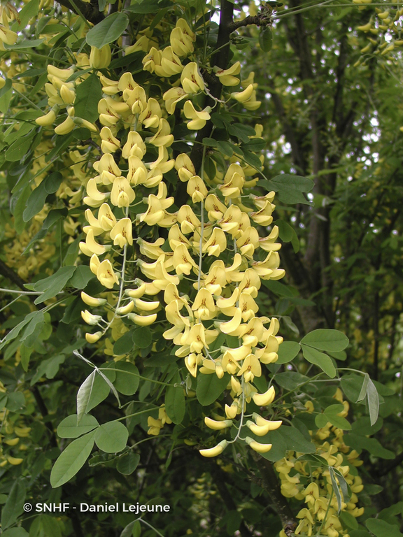 Floriscope | Laburnum Anagyroides