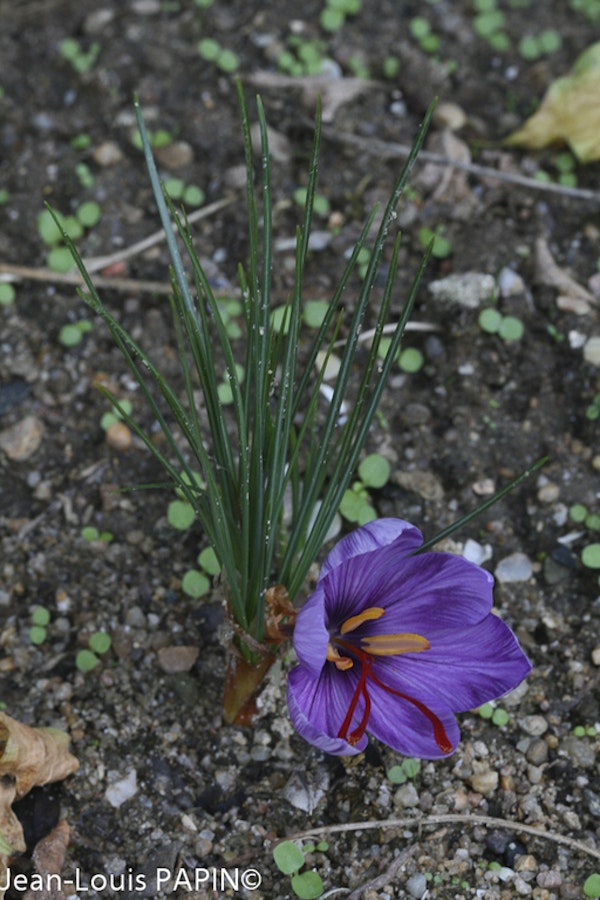 Photo Crocus sativus