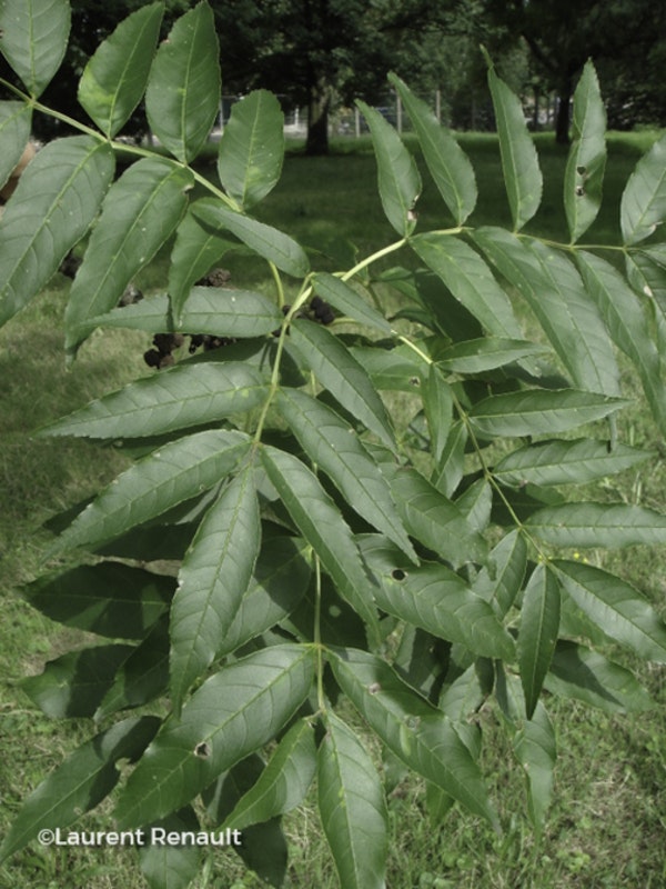 Photo Fraxinus angustifolia