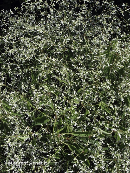 Photo Euphorbia hypericifolia 'Inneuphdia' DIAMOND FROST®