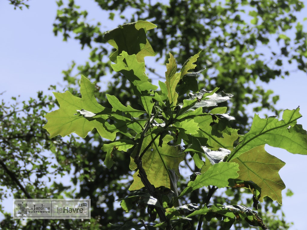 Image de Quercus macrocarpa