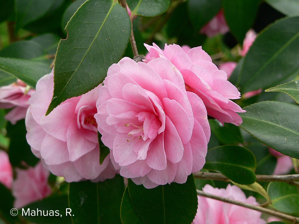 Image de Camellia 'Spring Festival'