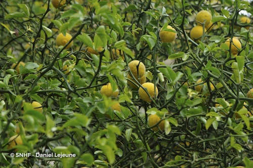 Photo Citrus trifoliata