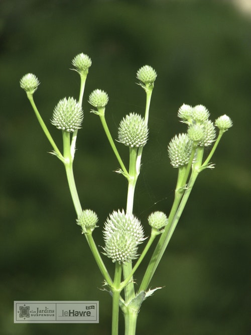 Photo Eryngium yuccifolium