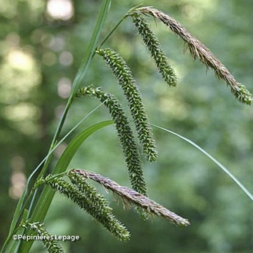 Photo Carex pendula