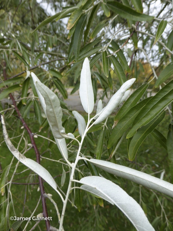 Image de Elaeagnus angustifolia