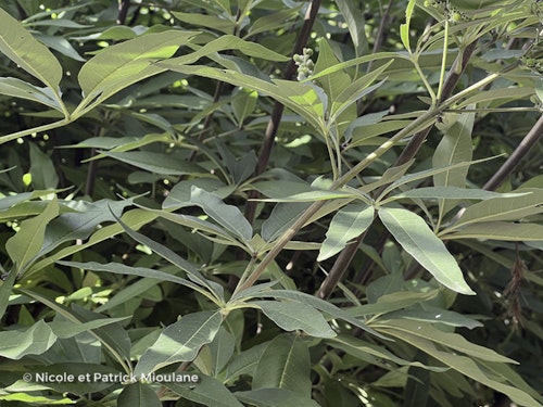 Photo Vitex agnus-castus f. latifolia