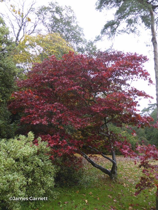 Photo Acer palmatum