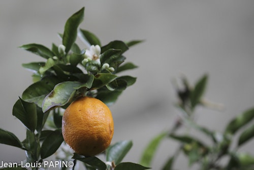 Photo Citrus x aurantium ( Sweet Orange Group )