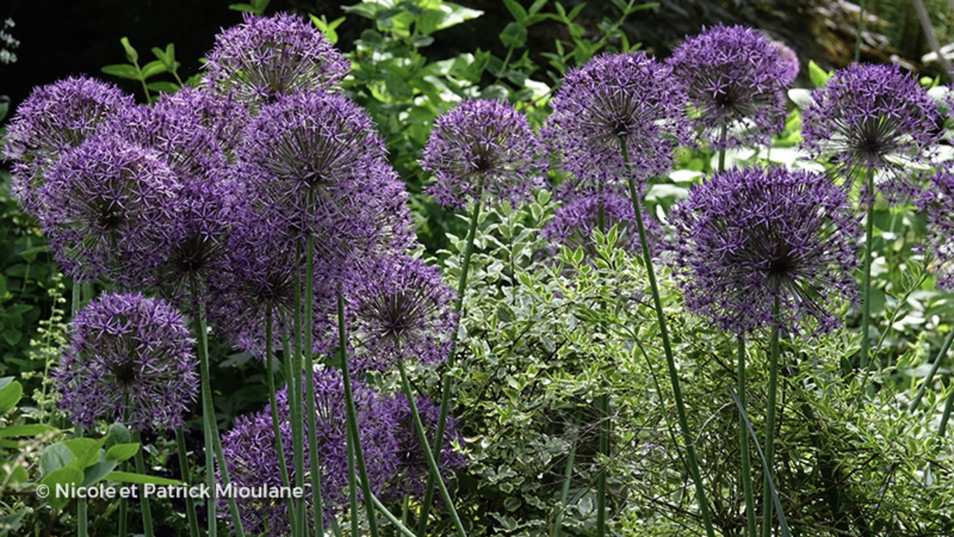 Image de Allium hollandicum 'Purple Sensation'