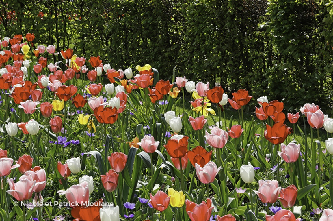 Image de Tulipa 'Red Impression' ( Impression series )