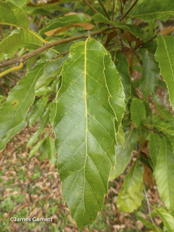 Photo Quercus acutissima