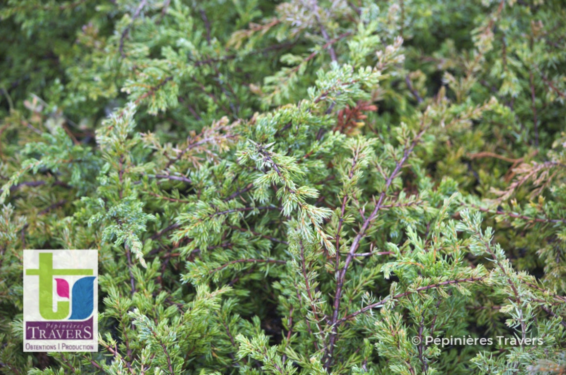 Image de Juniperus communis 'Repanda'