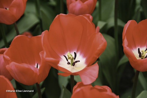 Photo Tulipa spp.