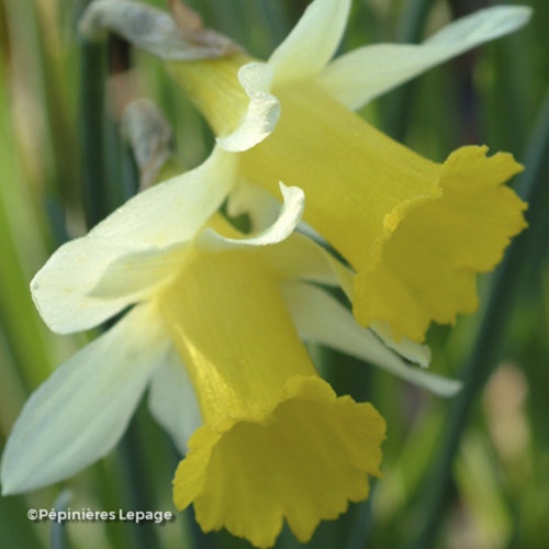 Photo Narcissus hispanicus subsp. hispanicus