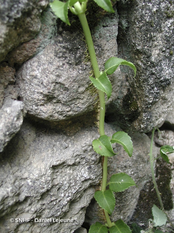 Photo Hydrangea anomala subsp. petiolaris