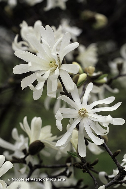 Image de Magnolia stellata 'Royal Star'