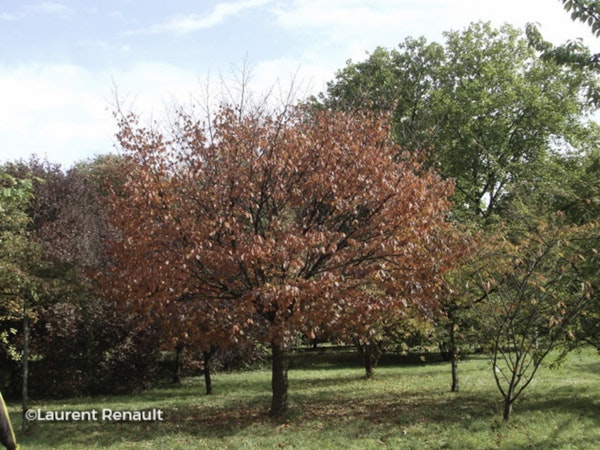 Photo Prunus serrulata