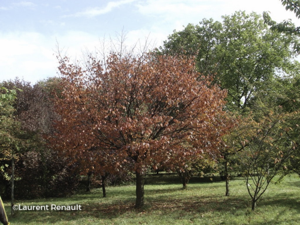 Image de Prunus serrulata