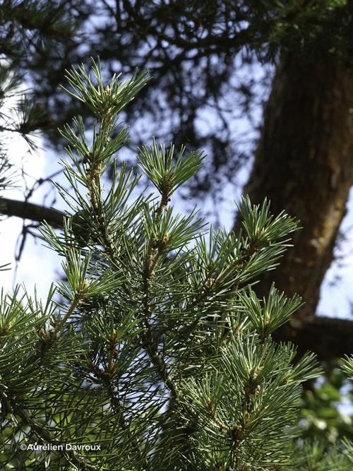 Photo Pinus sylvestris