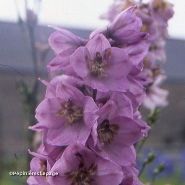 Photo Delphinium 'Astolat' ( Pacific Hybrids series )