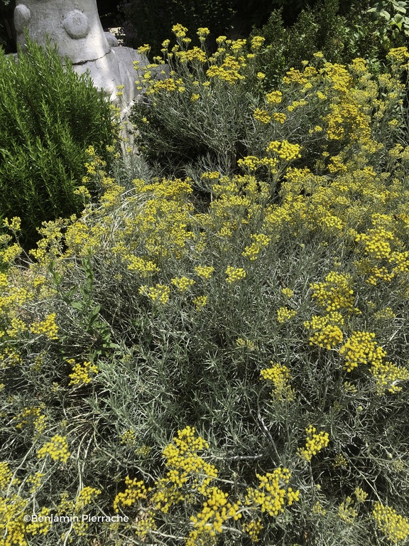 Image de Helichrysum italicum