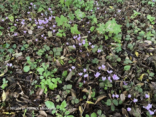 Photo Cyclamen hederifolium