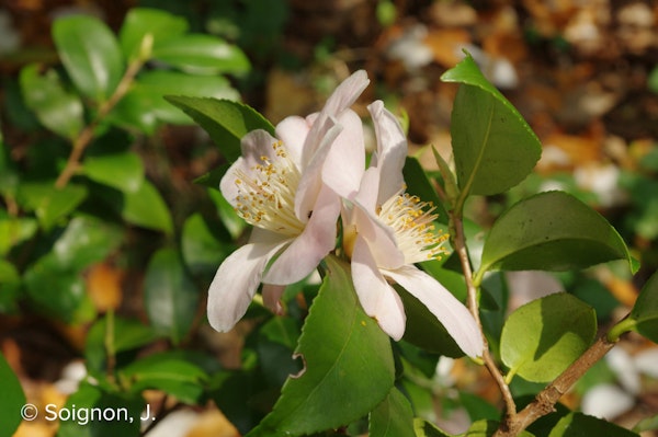 Photo Camellia 'Cinnamon Scentsation'