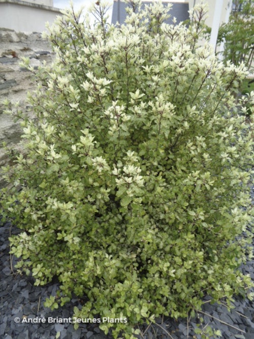 Photo Pittosporum tenuifolium 'Irene Paterson'